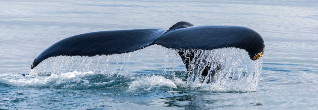 Foto: PolarQuest